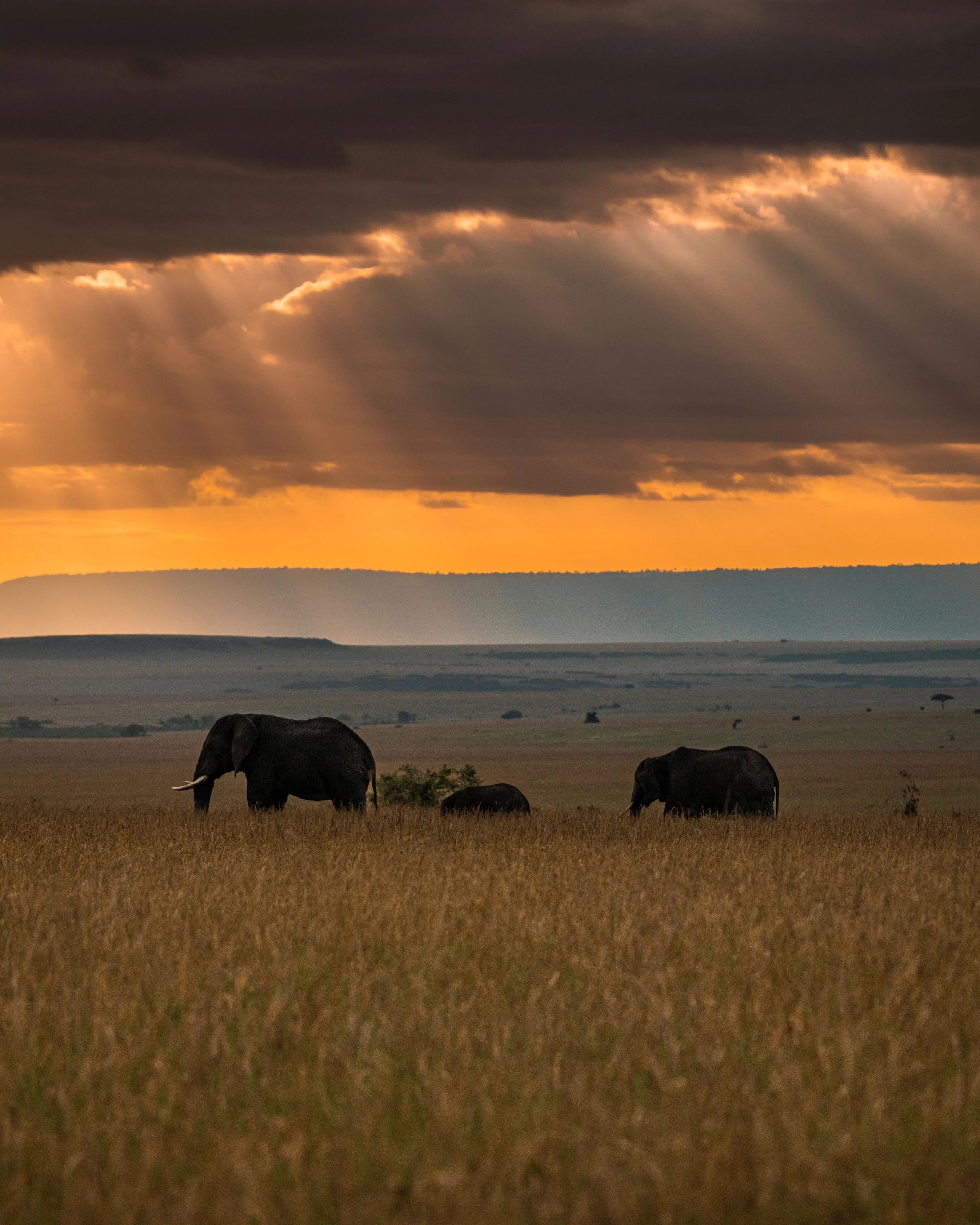Elefanten ziehen durch goldenes Savannengras, darüber brechen Sonnenstrahlen durch dunkle Wolken.